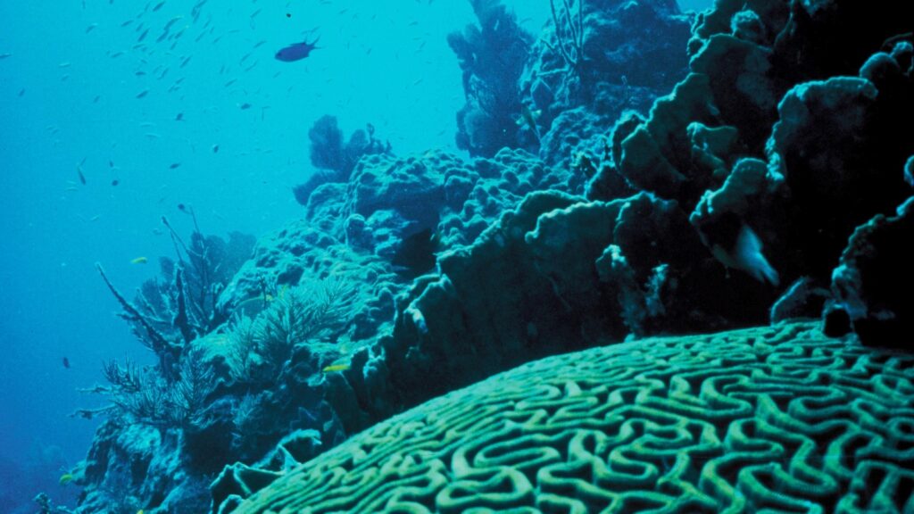 Barriera corallina fotografata sott’acqua